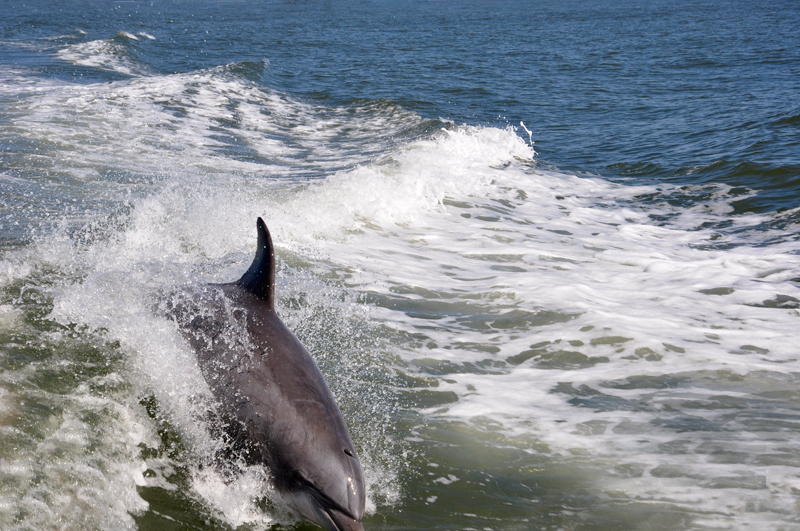 dolphin riding the wake of the jet boat